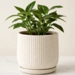 Textured Ceramic Planter
